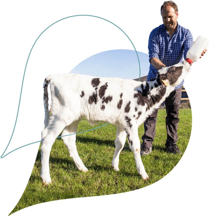 eleveur donnant le biberon à un veau avec du lait